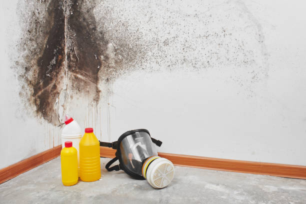 Best Attic Mold Removal  in Cimarron Hills, CO