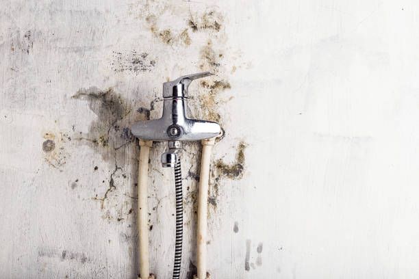 Office Mold Removal Services in Cimarron Hills, CO
