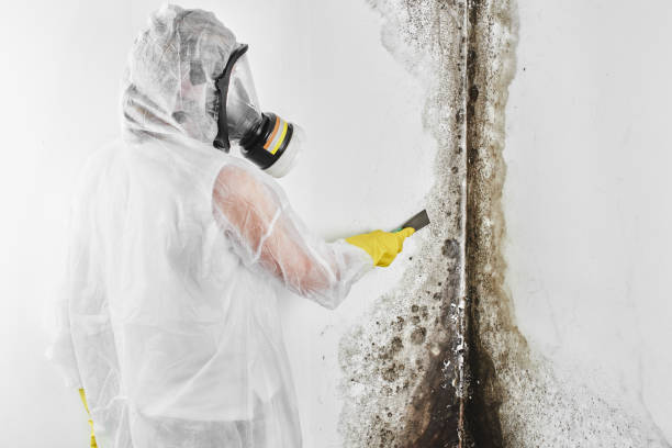 Best Professional Mold Removal  in Cimarron Hills, CO