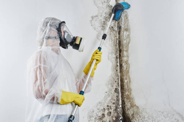 Best Commercial Mold Removal  in Cimarron Hills, CO