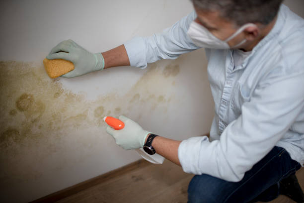 Best Residential Mold Removal  in Cimarron Hills, CO