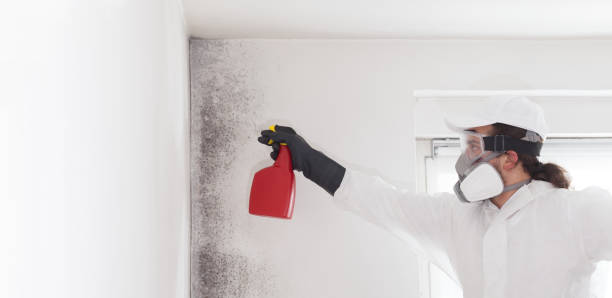 Best Local Mold Removal Service  in Cimarron Hills, CO