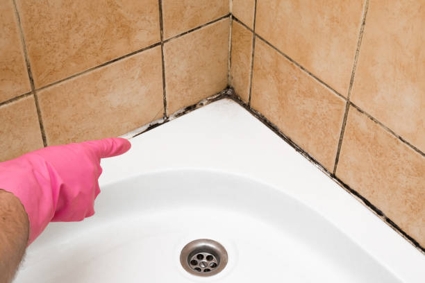 Best Mold Damage Repair  in Cimarron Hills, CO